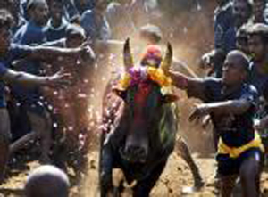 jallikattu